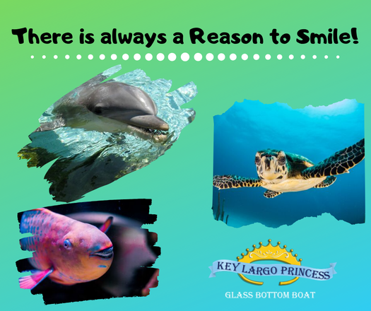 Glass-Bottom Boat Cruises in Key Largo