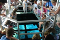 Create Listing: Glass-Bottom Boat Cruises in Key Largo