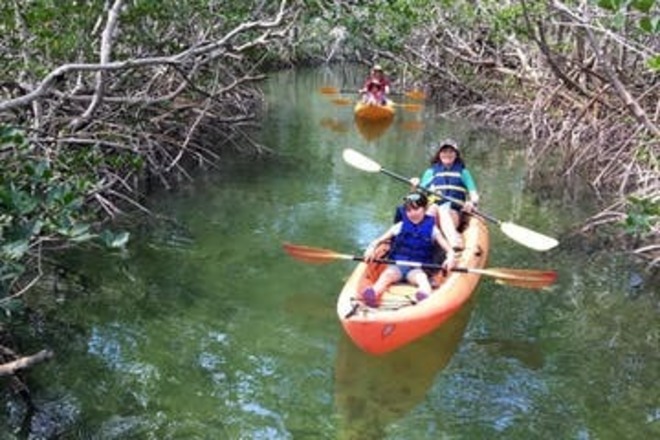 Mangroves and Manatees Eco-Tour