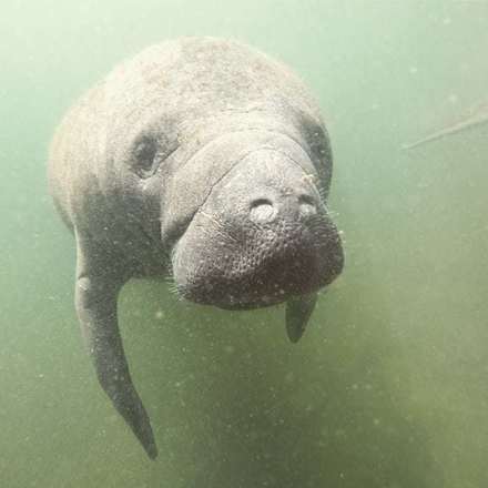 Mangroves and Manatees Eco-Tour