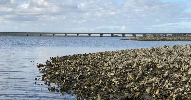 Kayak Tour - Matanzas River Flats