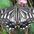 Create Listing: The Maui Butterfly Farm Tour