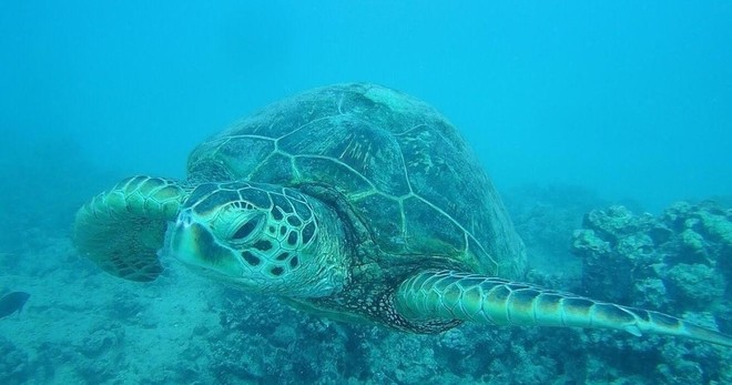2 Hour Turtle Snorkeling & Ocean Sports