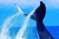 Create Listing: Up-Close Whale Watching from Maui