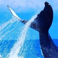 Create Listing: Up-Close Whale Watching from Maui