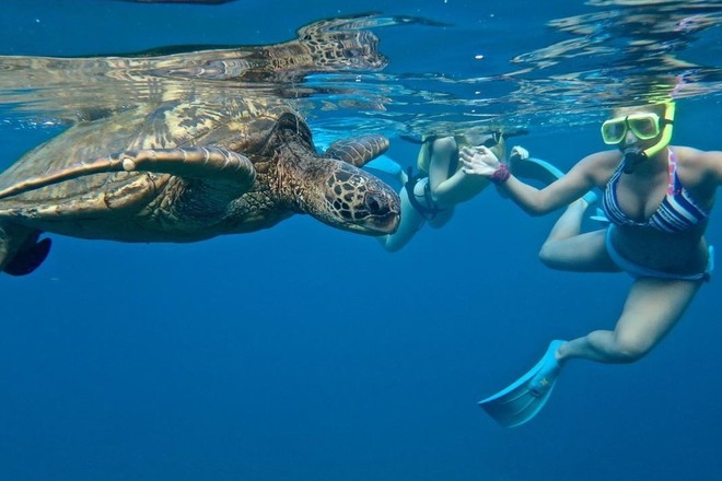 SUP "Turtle Town" Snorkel