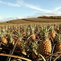 Create Listing: Ultimate Pineapple Tasting Tour