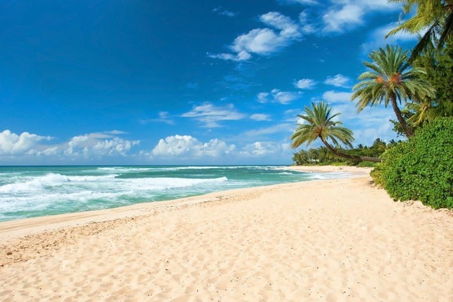 North Shore Beach + Hanauma Bay Tour
