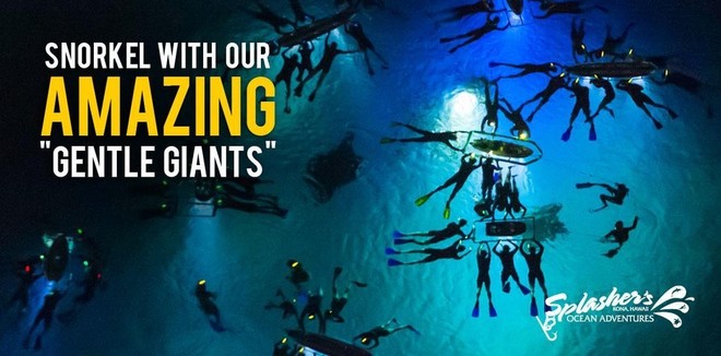 Night Manta Ray Snorkel