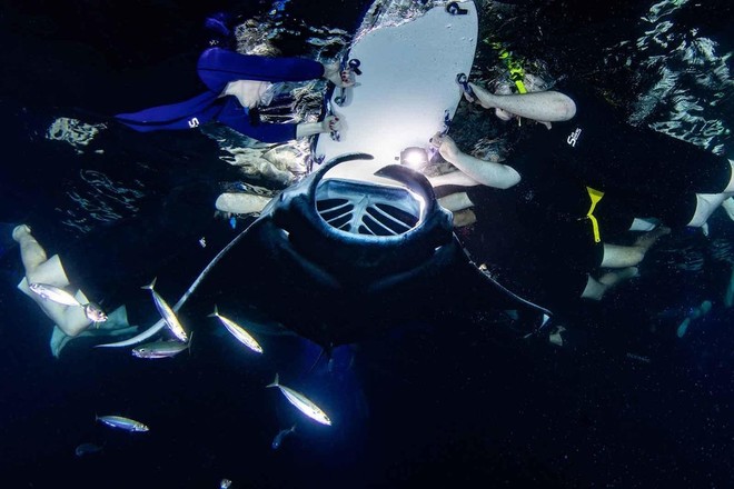Night Manta Ray Snorkel