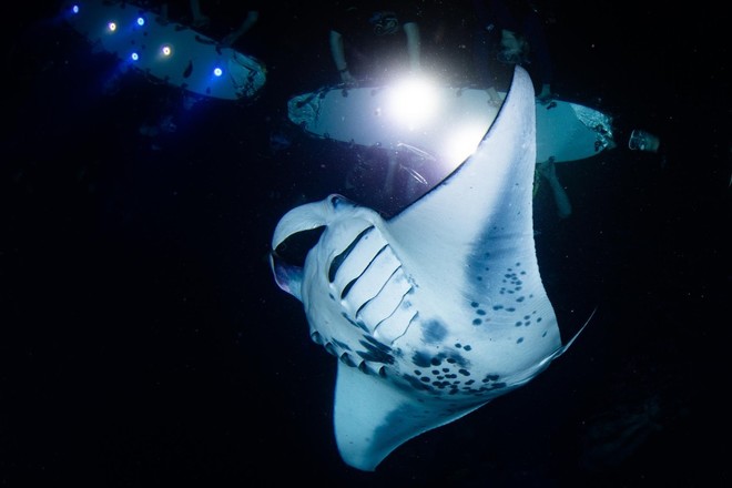 Night Manta Ray Snorkel
