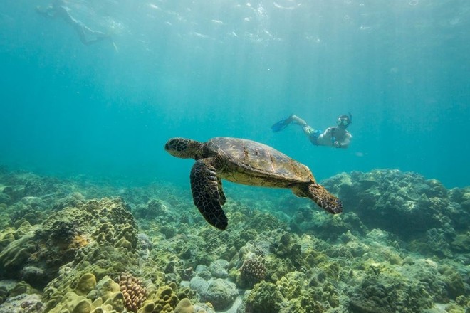 Dolphin Eco-Adventure & Reef Snorkel