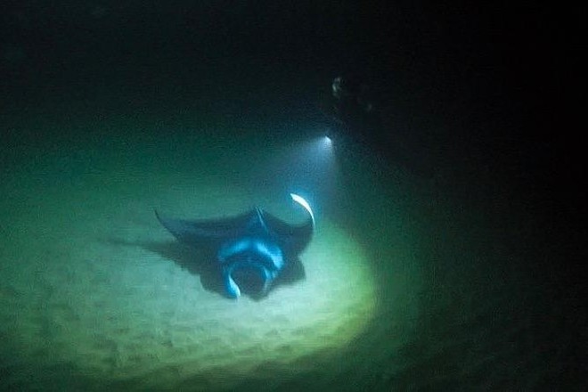 Manta Night Snorkel