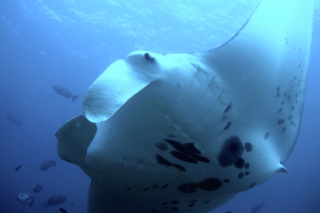 Manta Night Snorkel