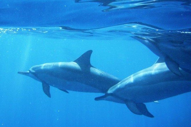 MORNING DOLPHIN SWIM & TURTLE EXCURSION