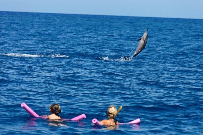 MORNING DOLPHIN SWIM & TURTLE EXCURSION