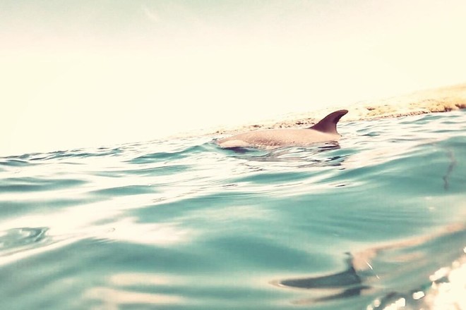 MORNING DOLPHIN SWIM & TURTLE EXCURSION