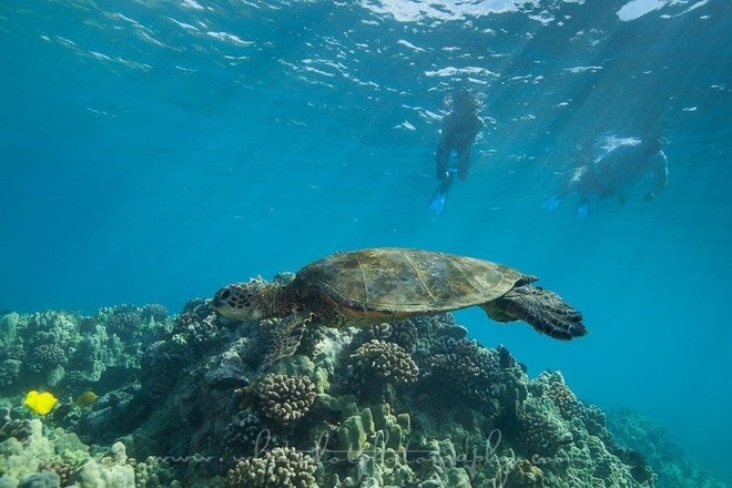 MORNING DOLPHIN SWIM & TURTLE EXCURSION