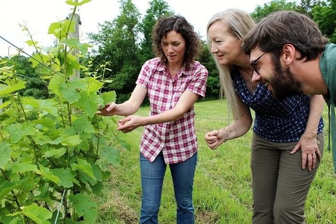 Silver Thread Vineyard Tour + Tasting