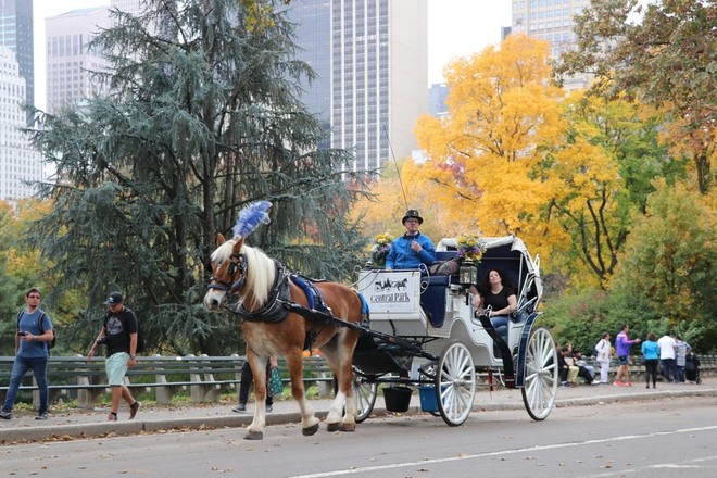 Standard Central Park Horse Carriage Ride