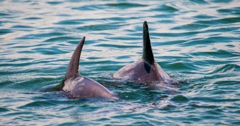 Dolphin and Wildlife Adventure - Island Breeze - 1.5hrs