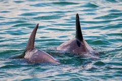Create Listing: Dolphin and Wildlife Adventure - Island Breeze - 1.5hrs