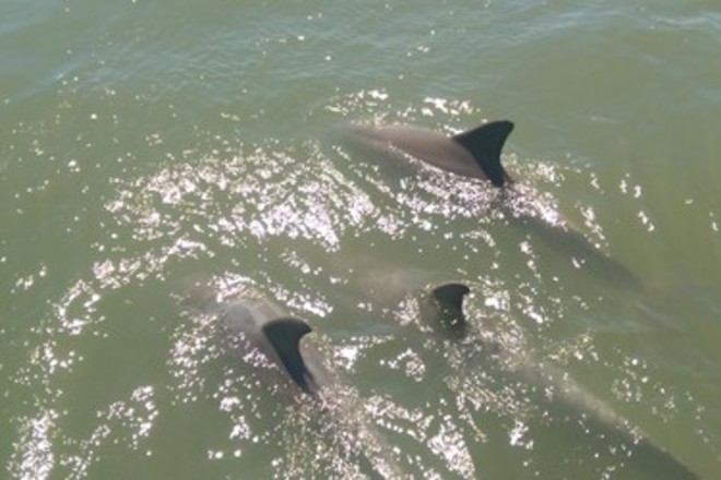 Dolphin and Wildlife Adventure - Island Breeze - 1.5hrs