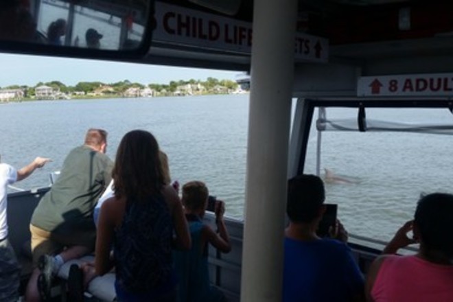 Dolphin and Wildlife Adventure - Island Breeze - 1.5hrs