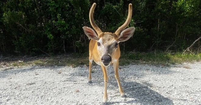 Road Trip: Half-Day Key Deer Tour