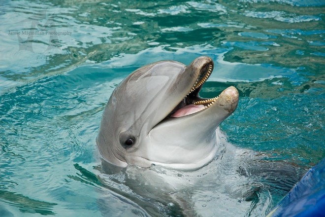 Dolphin Quest