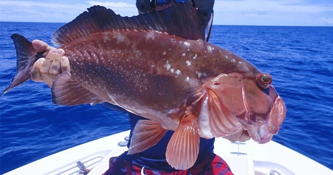6 Hr Fishing - Indian Rocks Beach