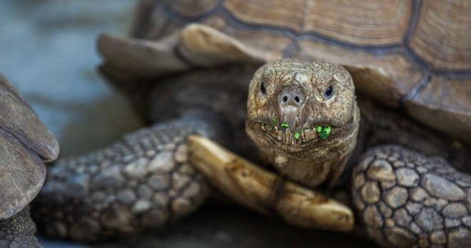Sawgrass Reptile Exhibit Private Tour