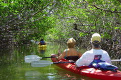 Create Listing: 2 Hour Kayak Eco Tour - All Levels! Everyone's Favorite Tour