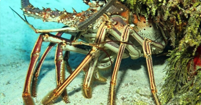 Lobster Charter - Up to 6 People