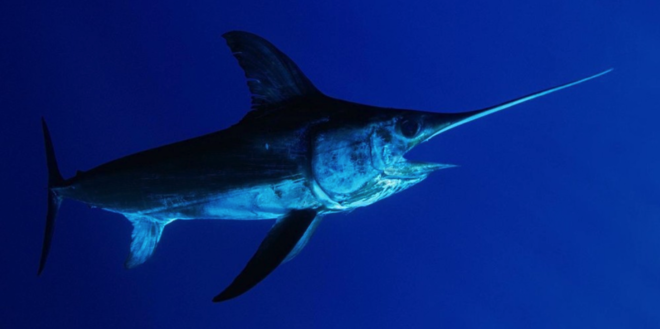 Swordfish Charter - 10 Hour Duration