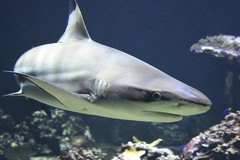 Create Listing: Destin Shark Fishing