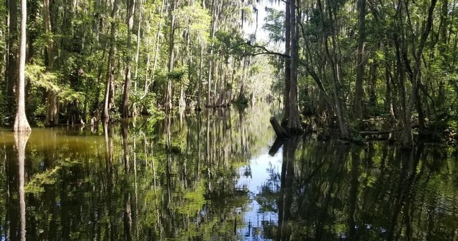 Dora Canal Tour From Mount Dora