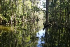 Create Listing: Dora Canal Tour From Mount Dora