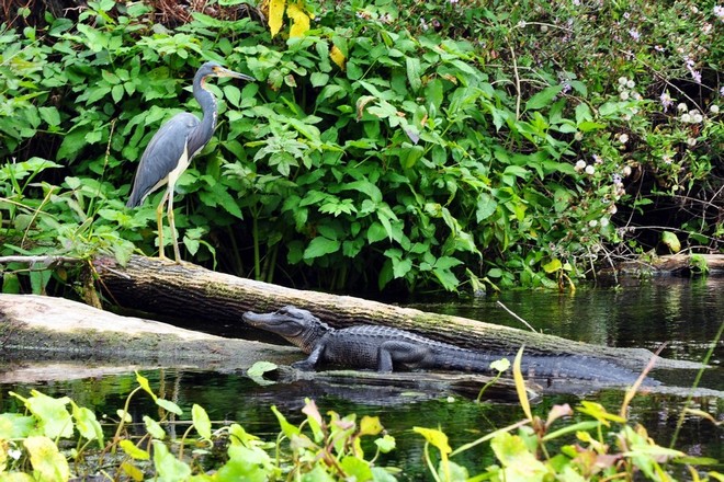 Dora Canal Tour From Mount Dora