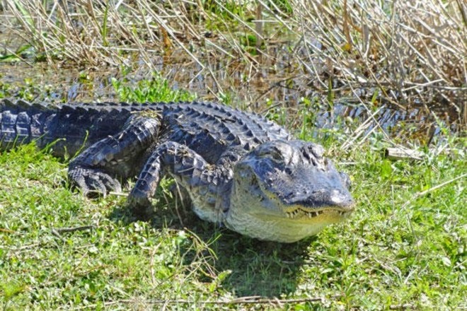 Everglades Airboat Tour