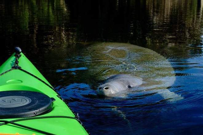 Private Orlando Manatee Encounter