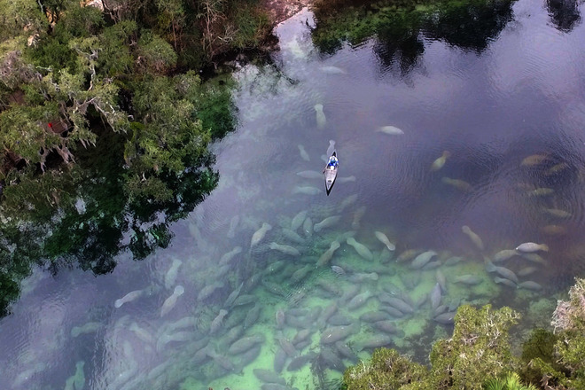 Private Orlando Manatee Encounter