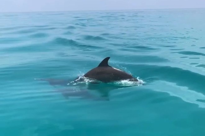 Private Morning Eco/Mimosa Cruise