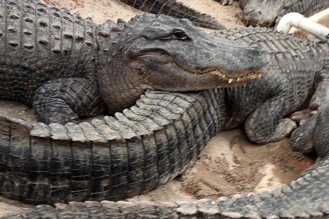 Everglades Airboat Adventure