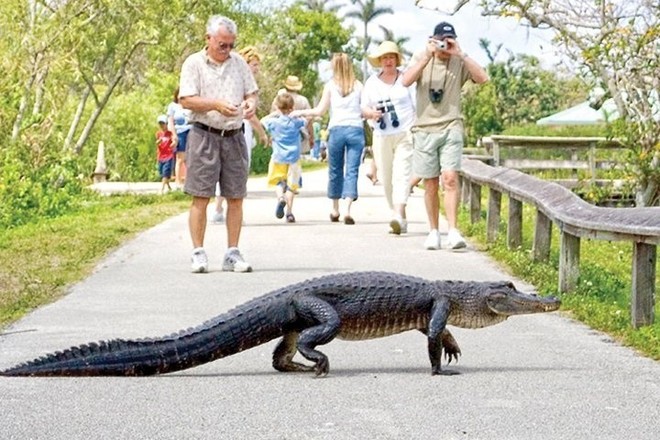 Everglades Airboat Adventure