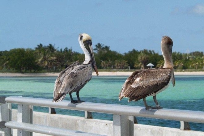 Key West Day Trip from Miami with South Beach Bike Rental