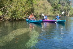 Create Listing: Manatee & Springs Kayak Tour - 3 HR - All Ages 
