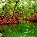 Create Listing: Guided Kayak Mangrove Tunnel Tour - 2hrs