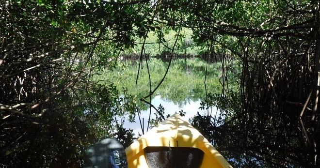 Turner River to Chokoloskee Kayak Tour - 7hrs