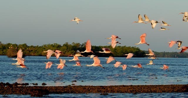 Everglades National Park Expedition-3.5hrs